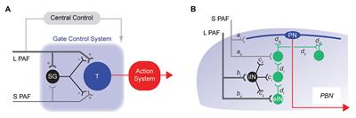 Projection Neuron Axon Collaterals in the Dorsal Horn: Placing a New Player in Spinal Cord Pain Processing